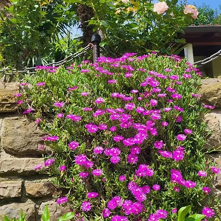 Casa vacanze Fleur De Sel Istrian Garden House *